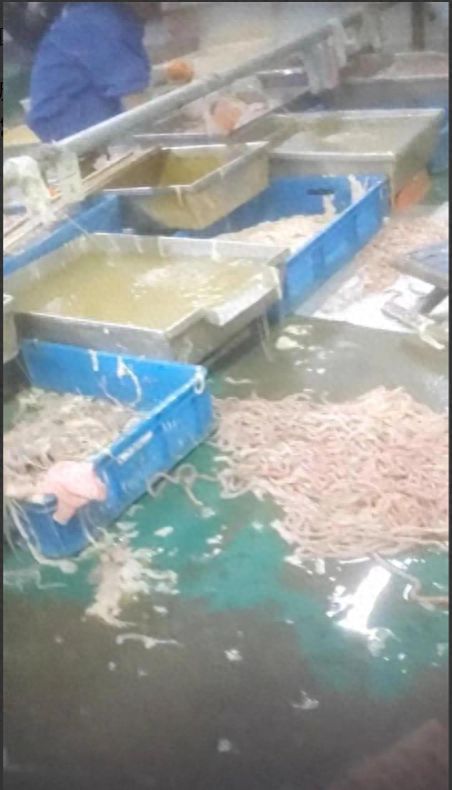 記者揭食品廠臟亂內幕 衛生問題觸目驚心，電話泄露與焊錫絲銷售牽出背后利益鏈